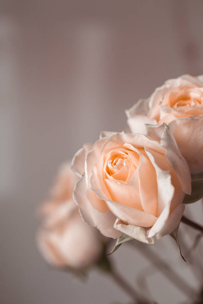 μπουκέτο τριαντάφυλλα κοντά σε ένα πουδρένιο φόντο. ιδέα ευχετήριας κάρτας. κατακόρυφη εικόνα - Φωτογραφία, εικόνα
