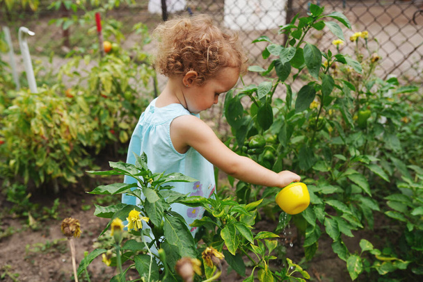 Маленькая девочка в платье поливая цветы в семейном саду в летний день, очень сельская сцена. - Фото, изображение