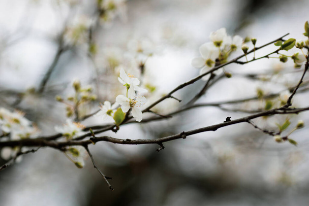 Profundidad de campo superficial (enfoque selectivo) imagen con flores de manzano en flor durante una noche de primavera. - Foto, Imagen