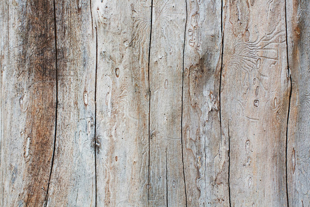 Textura de madeira com linhas faz por besouros de casca. Árvore velha bege, fundo de madeira vintage - Foto, Imagem