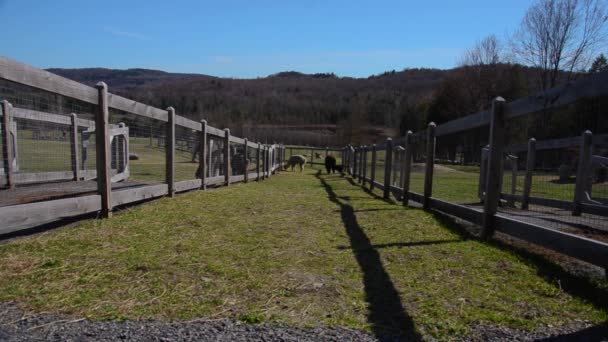 Alpaca al pascolo in un recinto verde - Filmati, video