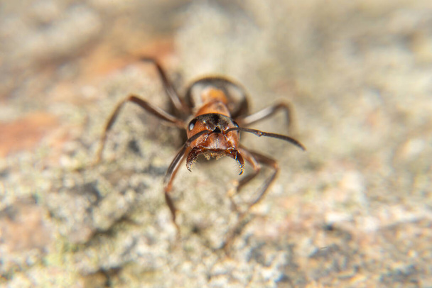 Hormiga de madera roja a principios de primavera - Foto, Imagen