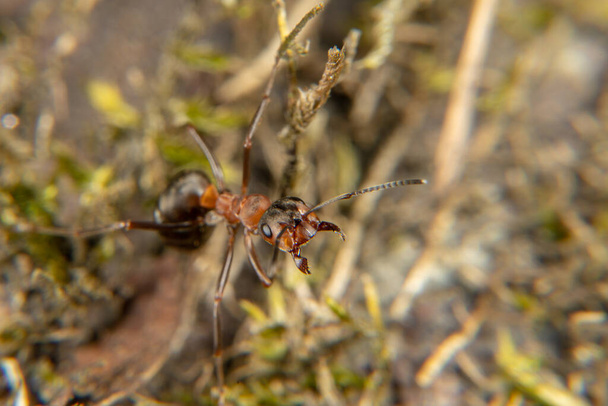 Czerwona mrówka wczesną wiosną - Zdjęcie, obraz