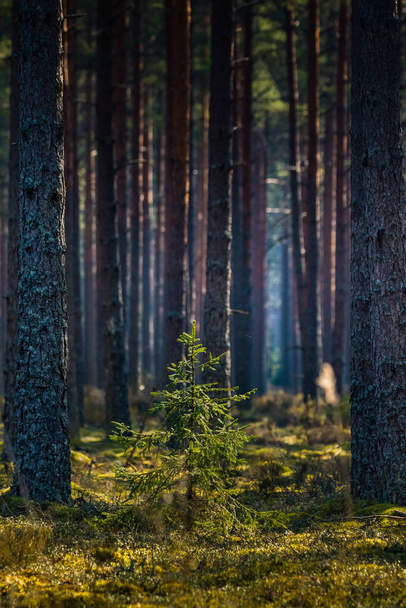Een prachtig dennenbos landschap tijdens de lente in Noord-Europa. Hoge pijnbomen groeien in bossen. Boslandschap in de lente. - Foto, afbeelding