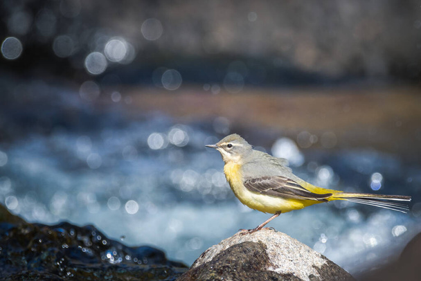 yellow wagtail close-up near the river - Photo, Image