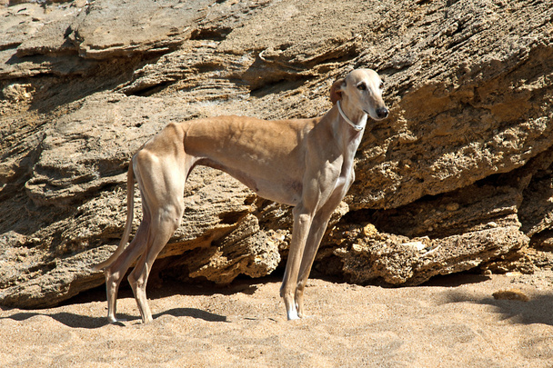 englischer Windhund im Sand auf Felsen - Foto, Bild