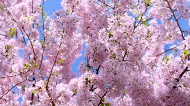 Красивые и милые розовые цветки вишни (цветы сакуры), обои фон, мягкий фокус, Токио, Япония - Кадры, видео