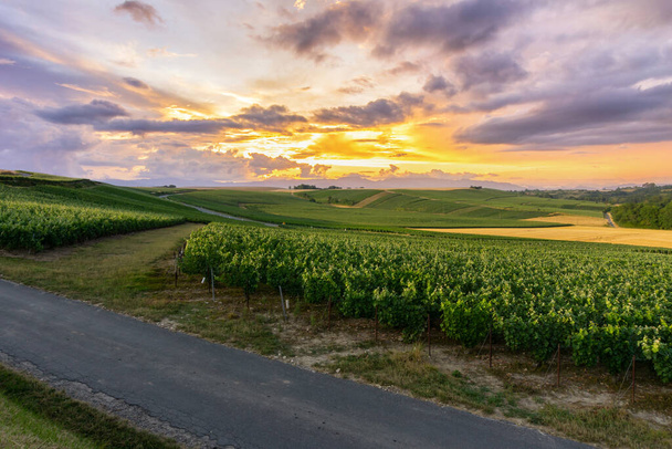 Wiersz winogron w winnicach szampana w Montagne de Reims, Reims, Francja - Zdjęcie, obraz