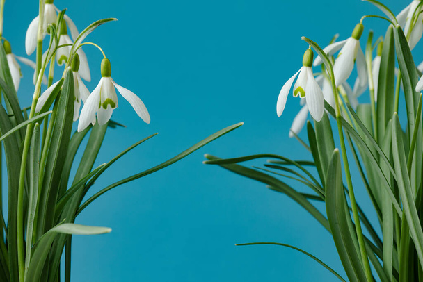 Galanthus nivalis. Снежные капли на синем фоне. Спрингтайм. - Фото, изображение