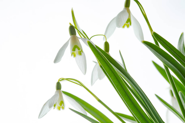 Galanthus nivalis. Bucaneve sullo sfondo bianco. Simbolo della primavera. - Foto, immagini