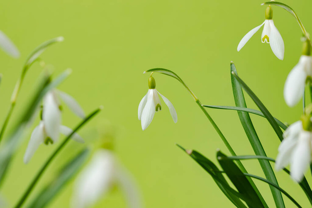 Galanthus nivalis. Bucaneve sullo sfondo naturale. Simbolo della primavera. Vista sulla luce solare - Foto, immagini