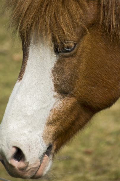 Исландский пони
 - Фото, изображение