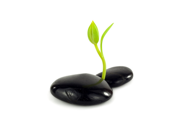 a fiatal plantlets fekete kövek - Fotó, kép