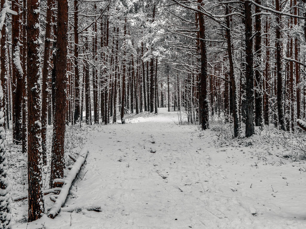сніг вкритий сосновим лісом. зимовий пейзаж
  - Фото, зображення