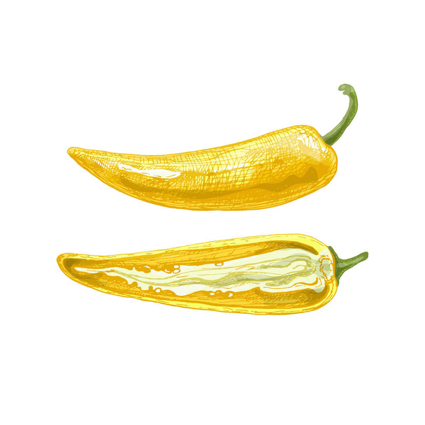 Kokonainen ja puoliksi banaanipippuria. Vektori vintage kuoriutuminen väri kuva. Eristetty valkoisella taustalla. Käsin piirretty muotoilu - Vektori, kuva