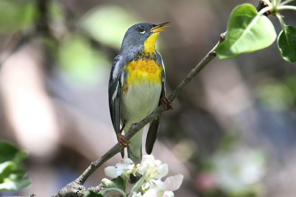 Northern Parula on a Branch - Photo, Image