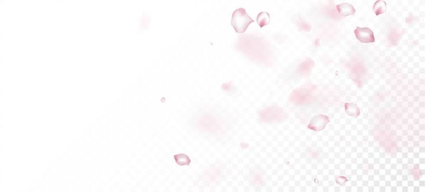 Cherry Sakura Petals Confetti. Patrón femenino Premium Elegante. Flor Cosméticos Ad Fondo Flor Femenina. Windy Leaves Confetti Design. Caída japonesa Sakura cereza rosa pétalos marco. - Vector, imagen