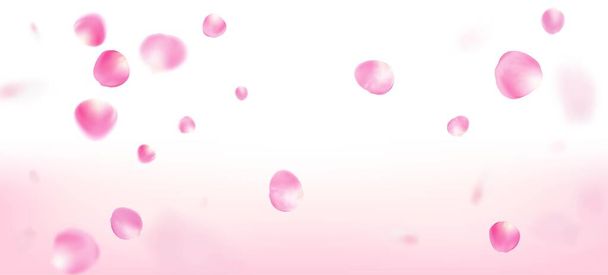 Rose Petals Falling Confetti. Hranice větrných listů. Padající japonská růže Sakura Cherry Petals Frame. Kvetoucí kosmetika Ad ženské květinové pozadí. Elegantní Premium akvarel vzor. - Vektor, obrázek
