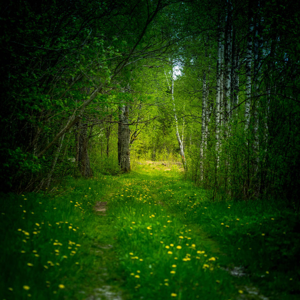 A beautiful scenery of an old road leading through the spingtime forest. Spring landscape of a forest road in woodlands in Northern Europe. - Photo, Image
