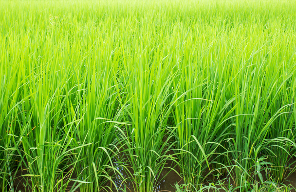 riz paddy dans le champ - Photo, image