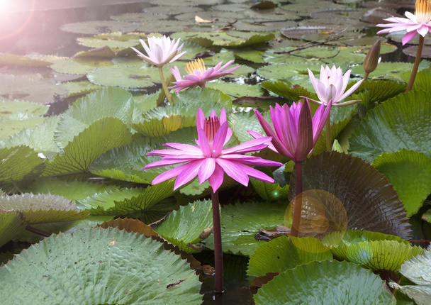 Lotus flower pozadí - Fotografie, Obrázek