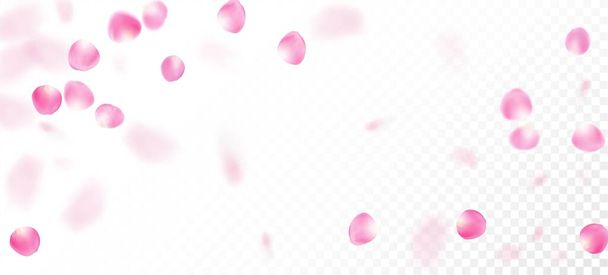 Pétalos de rosa cayendo Confetti. Caída de la cereza japonesa Sakura Rose Petals Frame. Cosméticos florecientes Ad Fondo floral elegante. Hermoso patrón de acuarela VIP rico. Hojas ventosas Confetti Design. - Vector, Imagen