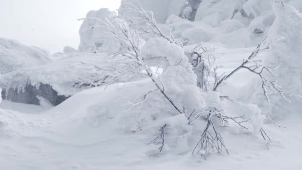Bush with bare branches sways from snow storm. - Footage, Video