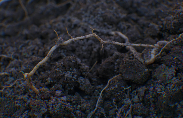                         La raíz dejada en el suelo en el arado, una vista maravillosa        - Foto, Imagen