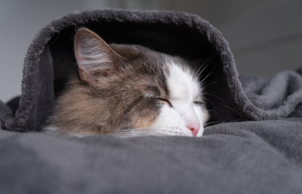 Divertido gato tricolor bajo una manta gris en un dormitorio moderno. En tiempo frío, la mascota se calienta debajo de una manta. Mascotas y concepto de aseo. - Foto, imagen