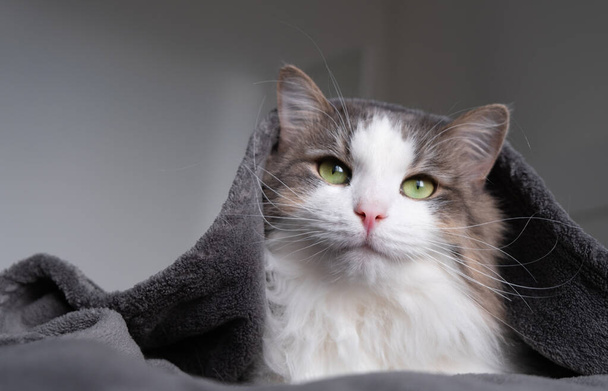 現代の寝室の灰色の毛布の下の面白い三色の猫。寒い日にはペットは毛布の下で暖まる。ペットフレンドリーでグルーミングコンセプト. - 写真・画像