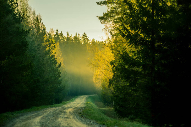 Прекрасный пейзаж старой дороги, ведущей через прядильный лес. Весенний пейзаж лесной дороги в лесах Северной Европы. - Фото, изображение
