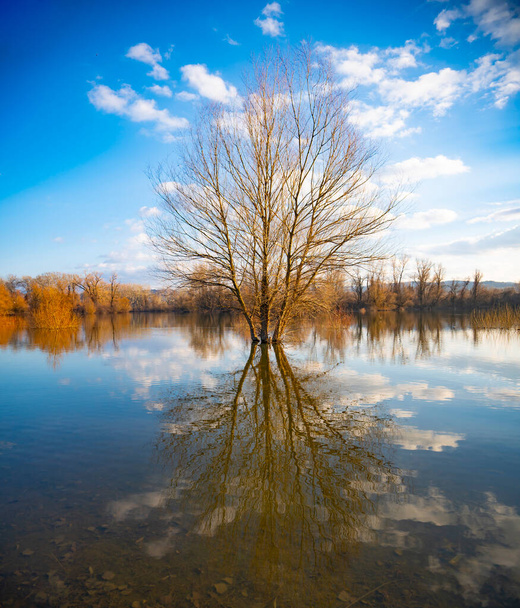 Παλιό δέντρο δίπλα στο νερό το χειμώνα - Φωτογραφία, εικόνα