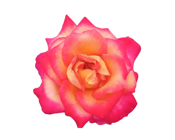 Nahaufnahme, Schöne gelbe rote Rosen Blume blühen isoliert auf weißem Hintergrund, Archivfoto, Flora Sommer, Gartenpflanze - Foto, Bild