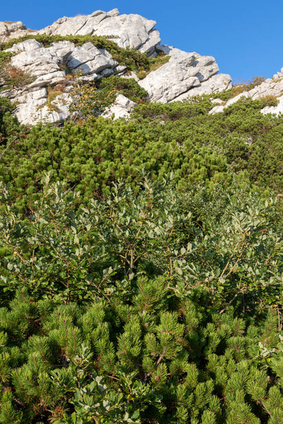 Pinus mugo, noto come pino strisciante nel Parco Nazionale di Risnjak, Croazia - Foto, immagini