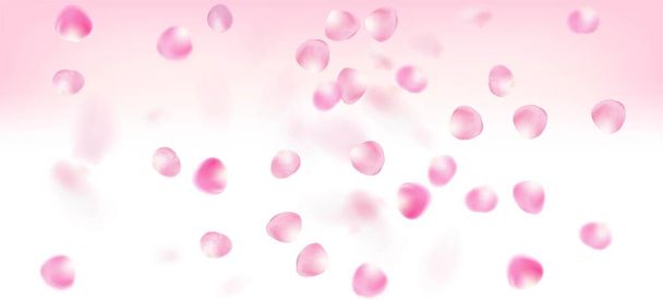 Pétales de roses tombant confettis. Belle Rich VIP Tender Pattern. Flying Japanese Cherry Rose Sakura Petals Frame. Windy Leaves Confetti Border. Floraison Cosmétiques Ad Noble fond floral. - Vecteur, image