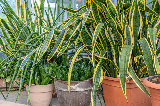Veel slangenplanten in potten binnenshuis tropische achtergrond - Foto, afbeelding