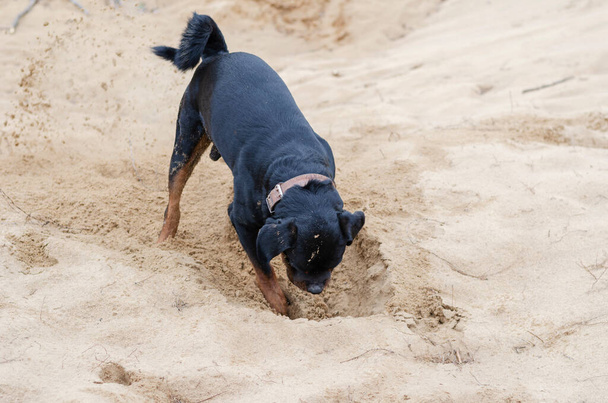Un gros chien noir creuse un trou dans le sable jaune. Stately adulte Rottweiler est intéressé à chercher quelque chose sous terre. Des grains de sable volent sous les pattes. La pluie tombe. Flou de mouvement - Photo, image