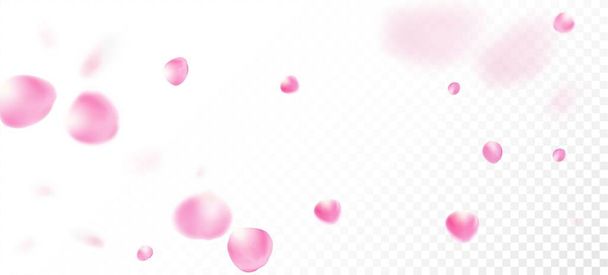 Pétalos de rosa cayendo Confetti. Caída japonesa cereza rosa Sakura pétalos de diseño. Windy deja Confetti Frame. Patrón de acuarela Premium femenina. Cosméticos florecientes Ad Elegante fondo floral. - Vector, imagen