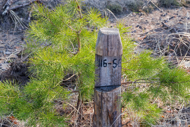 Old wooden quarter marking post indicating the location in the forest against the young pine - Photo, Image