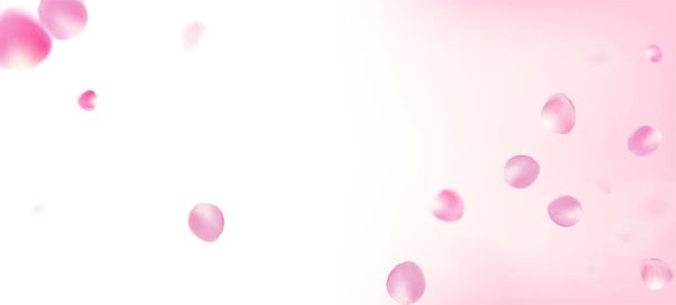 Rózsa szirmok hulló Confetti. Repülő japán Sakura Rose Cherry szirmok zászló. Gyönyörű gazdag VIP mágikus minta. Virágzó kozmetikumok hirdetés Elegáns virág háttér. Szeles levelek Confetti Design. - Vektor, kép