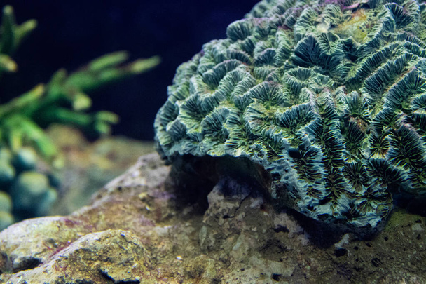 Zavřít korály pod vodou v akváriu - Fotografie, Obrázek