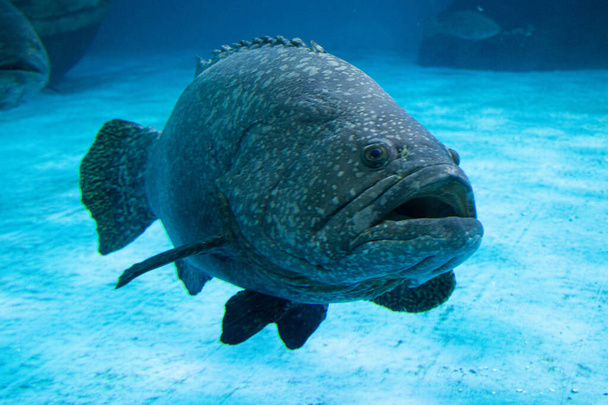 Közelkép Giant Grouper Fish, Epinephelus Lanceolatus - Fotó, kép