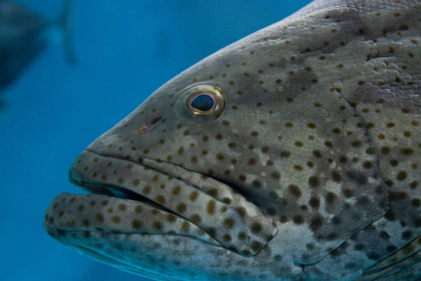 Close up Giant Grouper Fish, Epinephelus Lanceolatus - Photo, Image