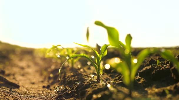 Uma rossada de milho cresce a partir de sementes do solo em um campo na primavera. A cultivar milho. Pequenos brotos de plantas de milho na plantação pela manhã ao sol, nos talos de gotas de orvalho. Assuntos agrários - Filmagem, Vídeo