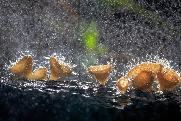 Champán naranja o seta taza de pestañas, Cookeina tricholoma, con gotas de agua con gas en el bosque tropical, macrofotografía de primer plano - Foto, imagen