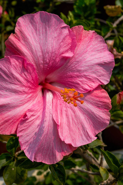 Крупный план ярко цветущего розового цветка Чжу Цзинь, Hibiscus rosa-sinensis Linn. - Фото, изображение