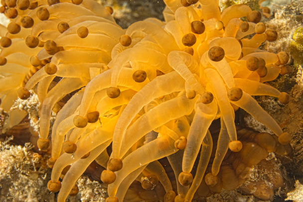 yellow and brown anemone tentacles detail - Photo, Image