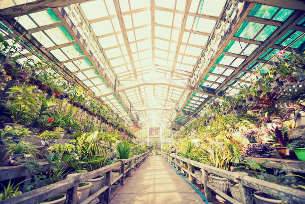 Greenhouse interior - Photo, Image
