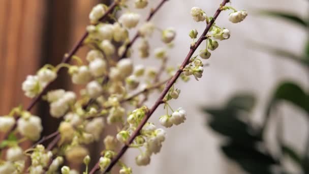 Kis fehér virágok a lombos Spirea ágak mentén. Virágüzlet választék csokor dekoráció. - Felvétel, videó
