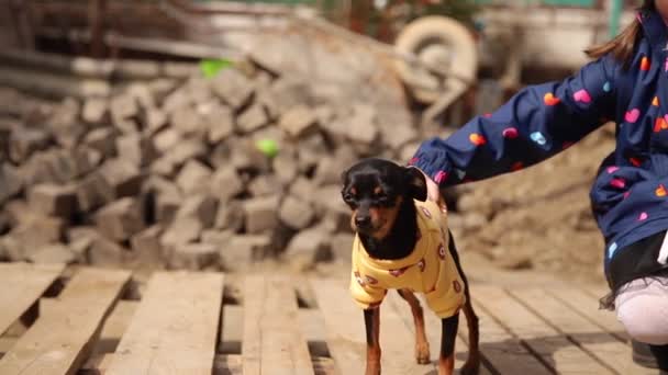 Schöne kleine Mädchen gehen mit niedlichen Hund im Freien. Sechsjähriges Mädchen umarmt ihr Haustier - Filmmaterial, Video